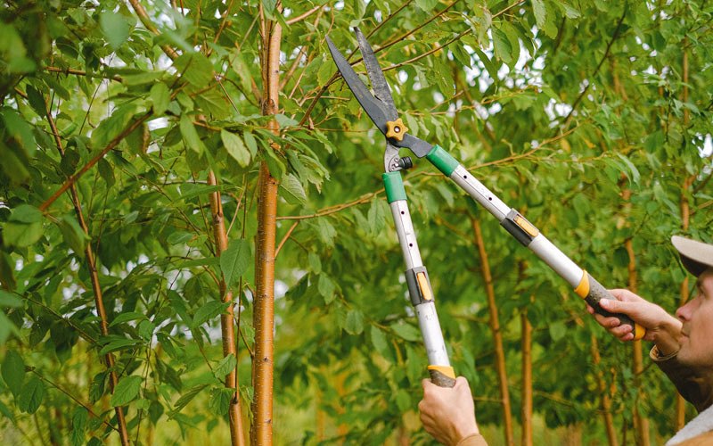 Tree trimming in Aumsville, OR